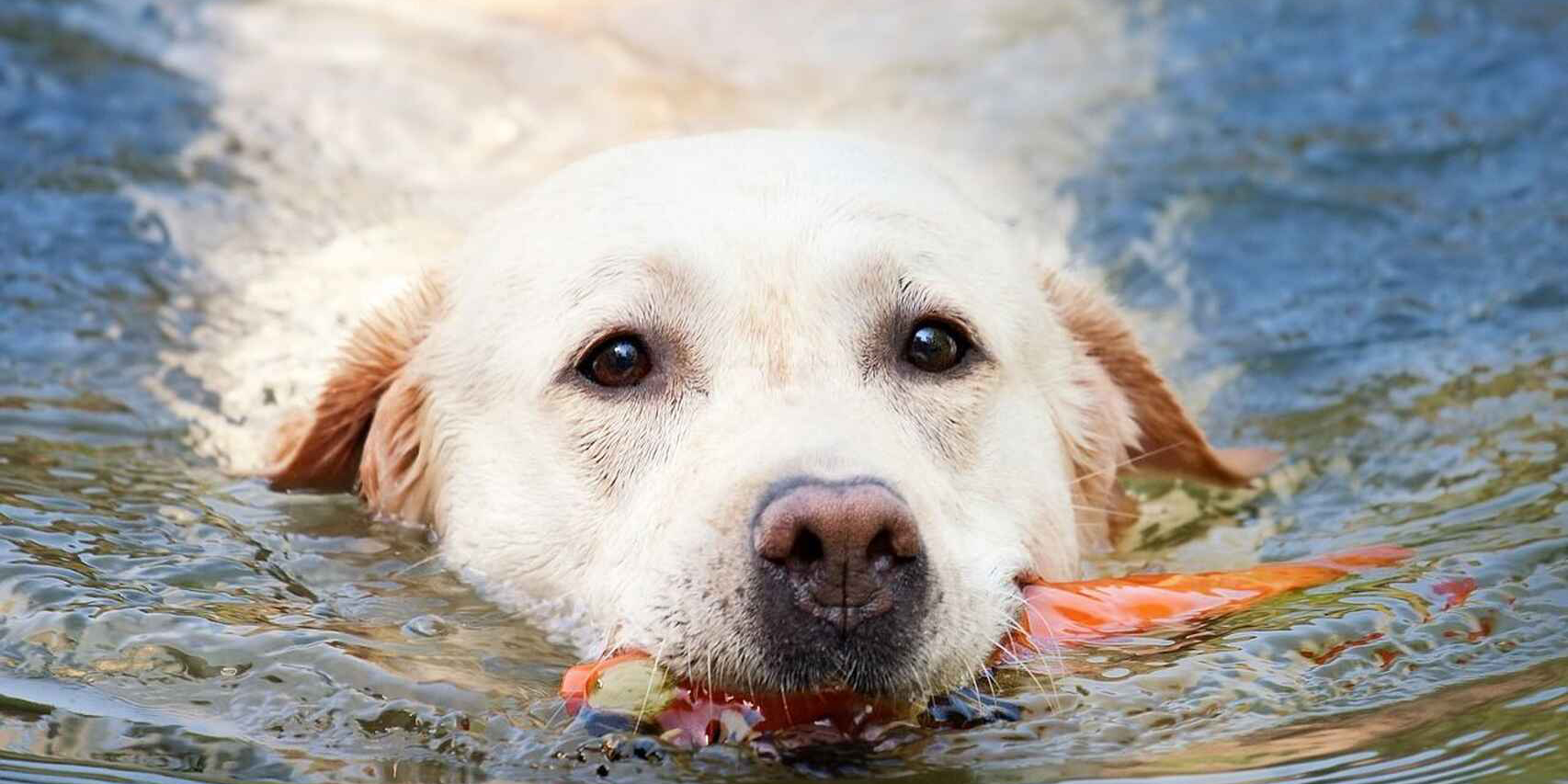 Perrito ignora cerco eléctrico que puso su dueño y lo cruza para nadar en arroyo