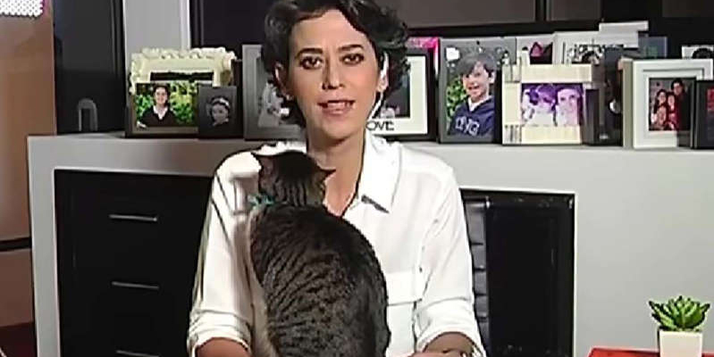 Gatito irrumpe en noticiero en vivo