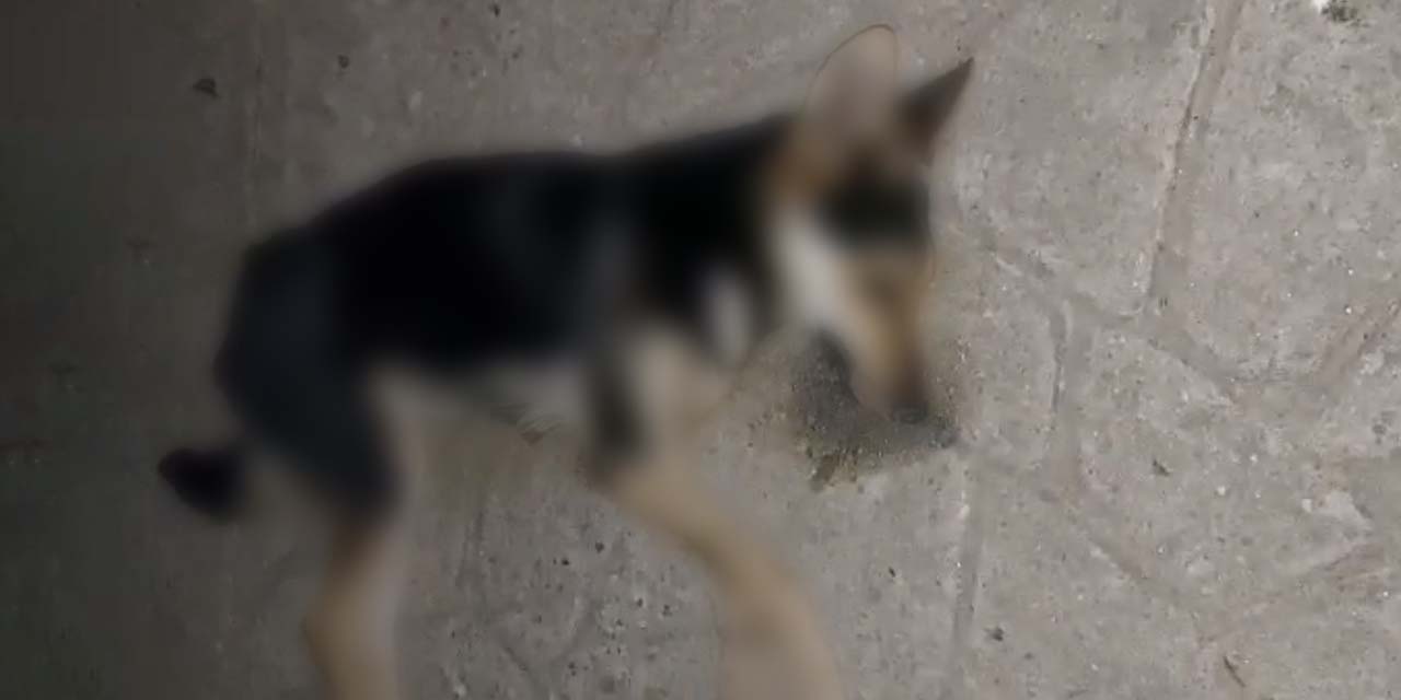 Indagarán autoridades envenenamiento masivo de perros en Ixtayutla | El Imparcial de Oaxaca