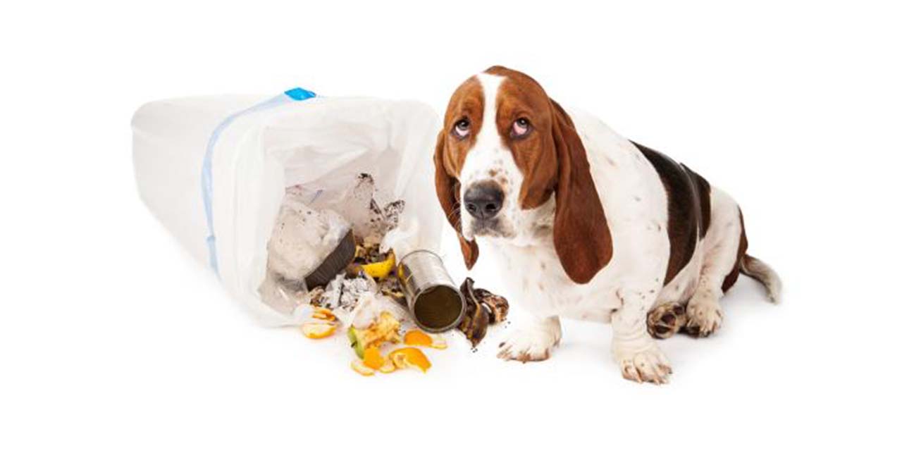 Evita que tu perro saque la basura | El Imparcial de Oaxaca