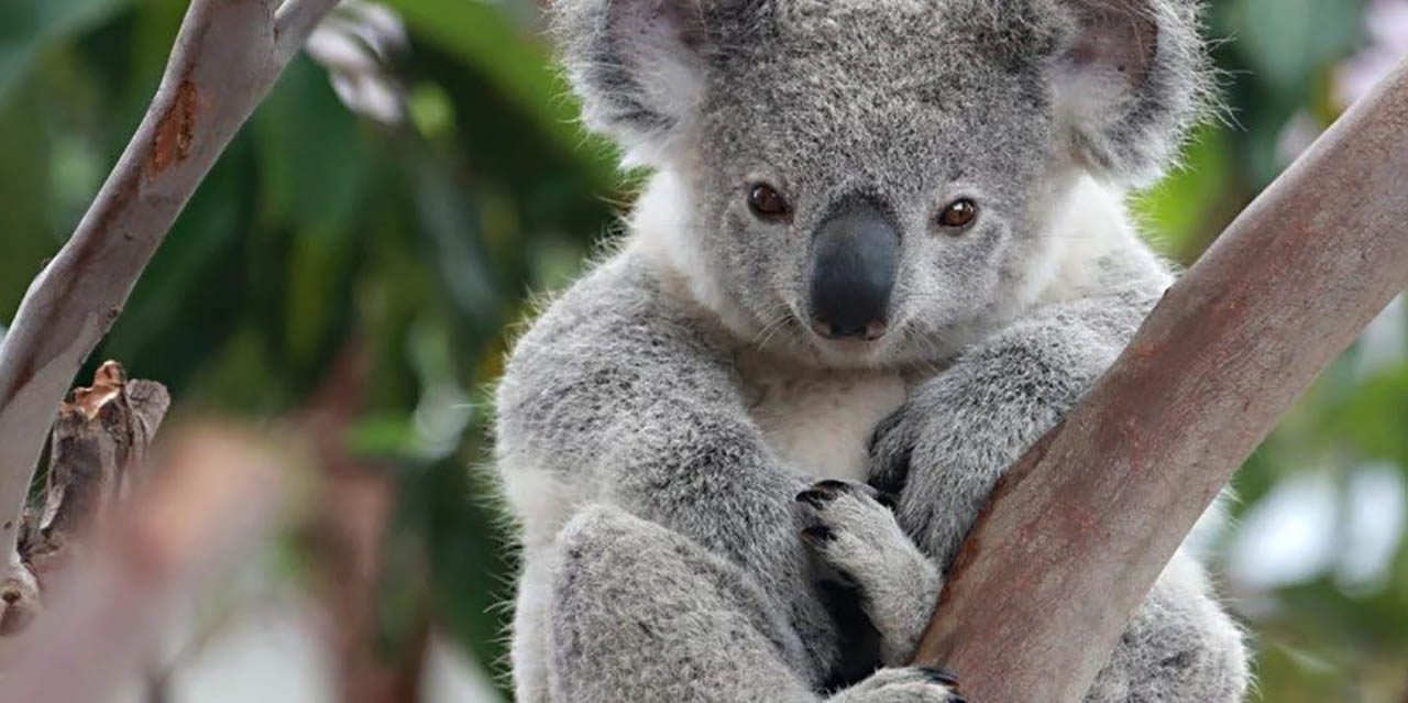 Quedan menos de 80 mil ejemplares de koalas | El Imparcial de Oaxaca