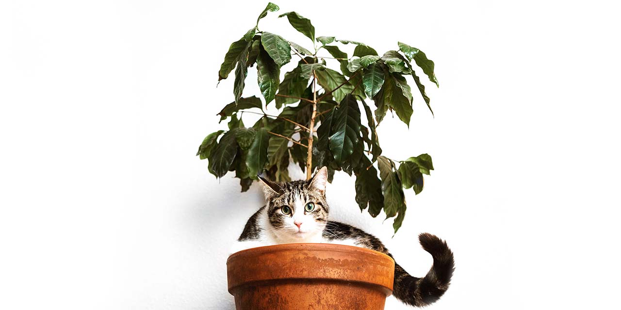 Las plantas, un enemigo fatal de los gatos | El Imparcial de Oaxaca