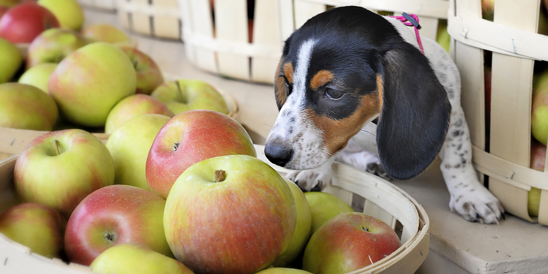 ¿Se le puede dar manzana a nuestro perro? | El Imparcial de Oaxaca