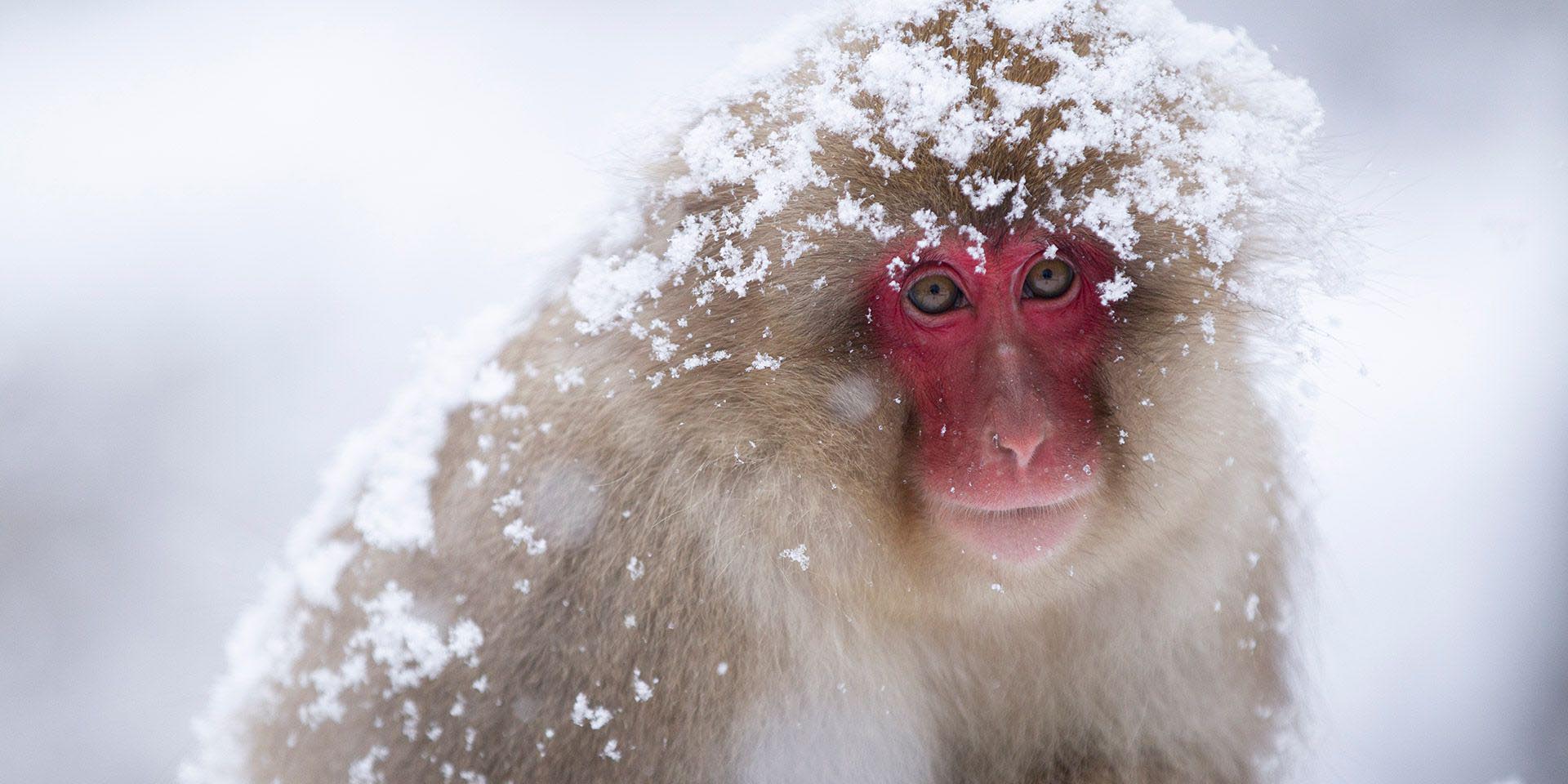 Una hembra se convierte en líder de su manada en una reserva de macacos en Japón | El Imparcial de Oaxaca
