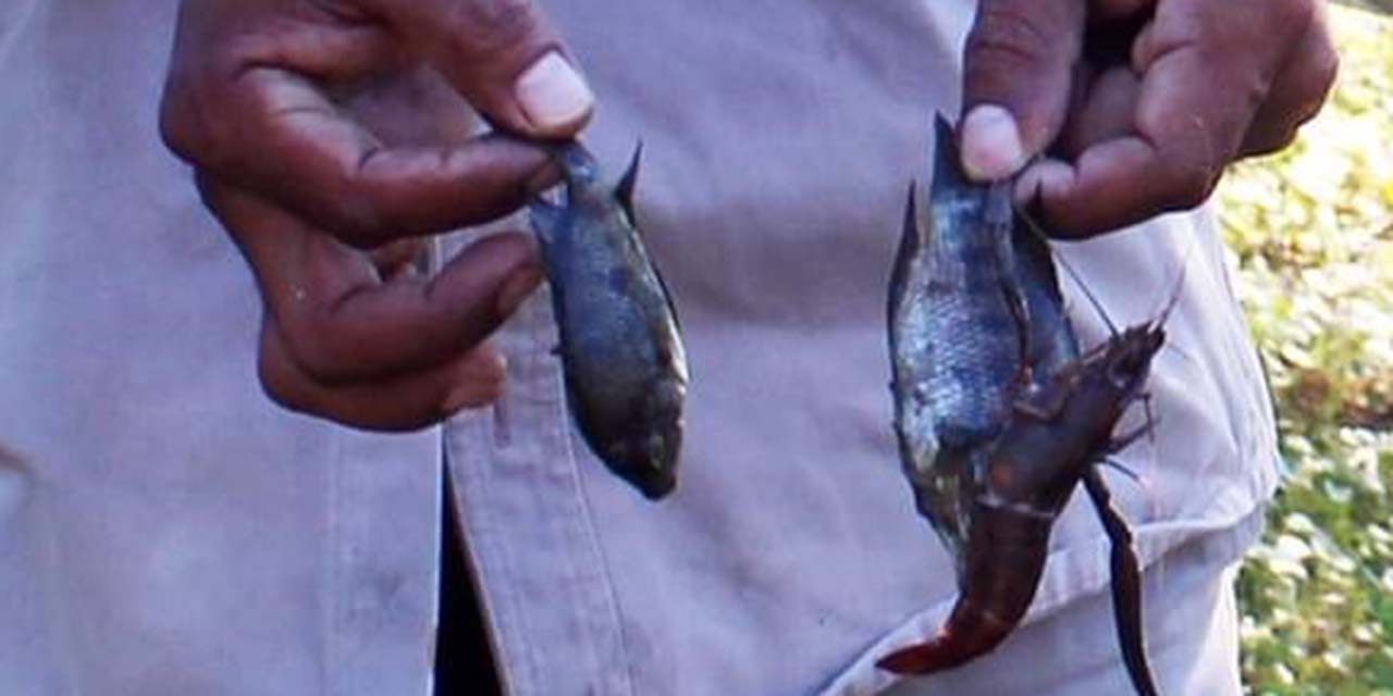 Alarma por peces muertos en San Blas Atempa
