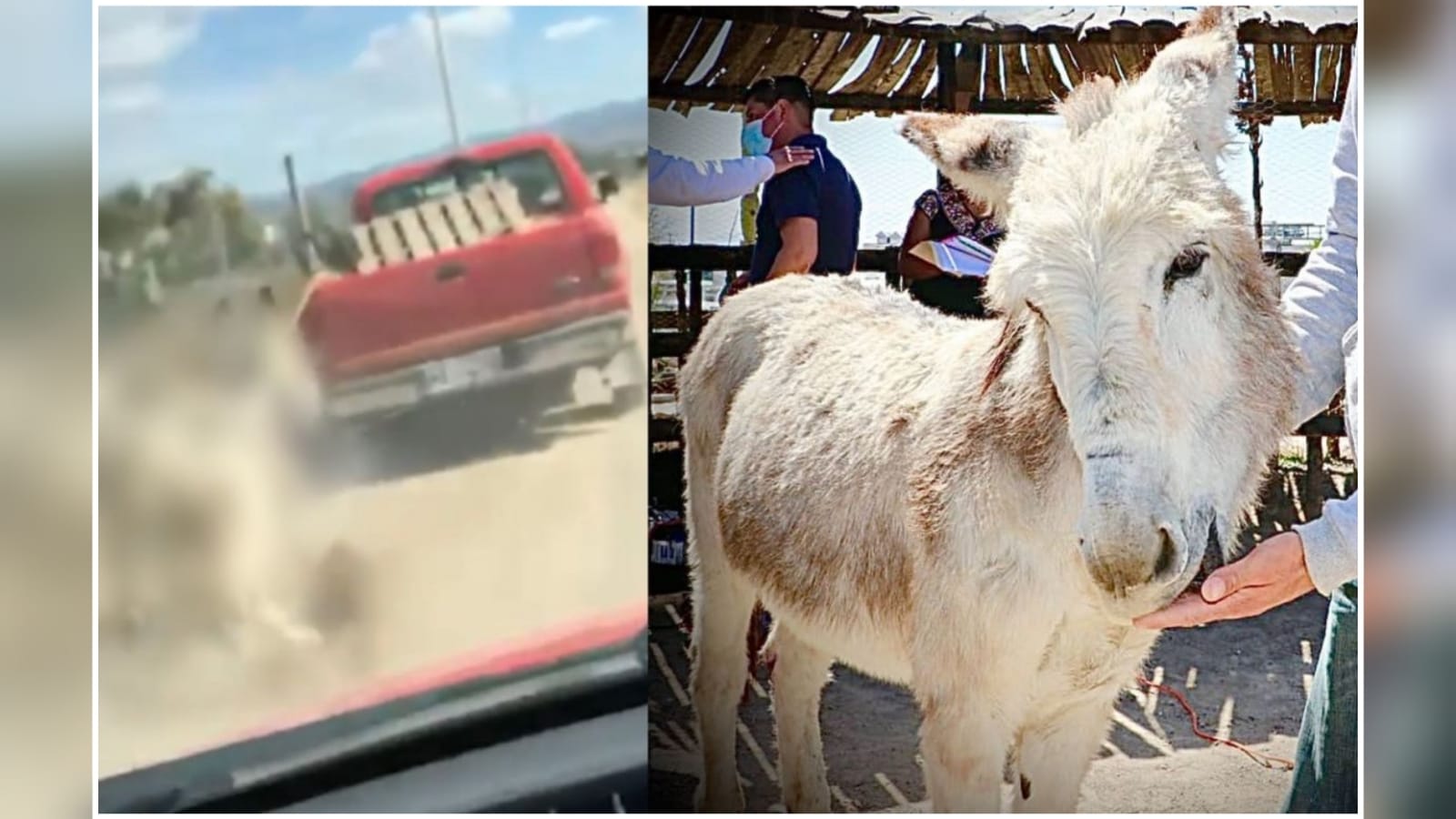 Rescatan a burro tras denuncias en redes sociales por maltrato animal | El Imparcial de Oaxaca