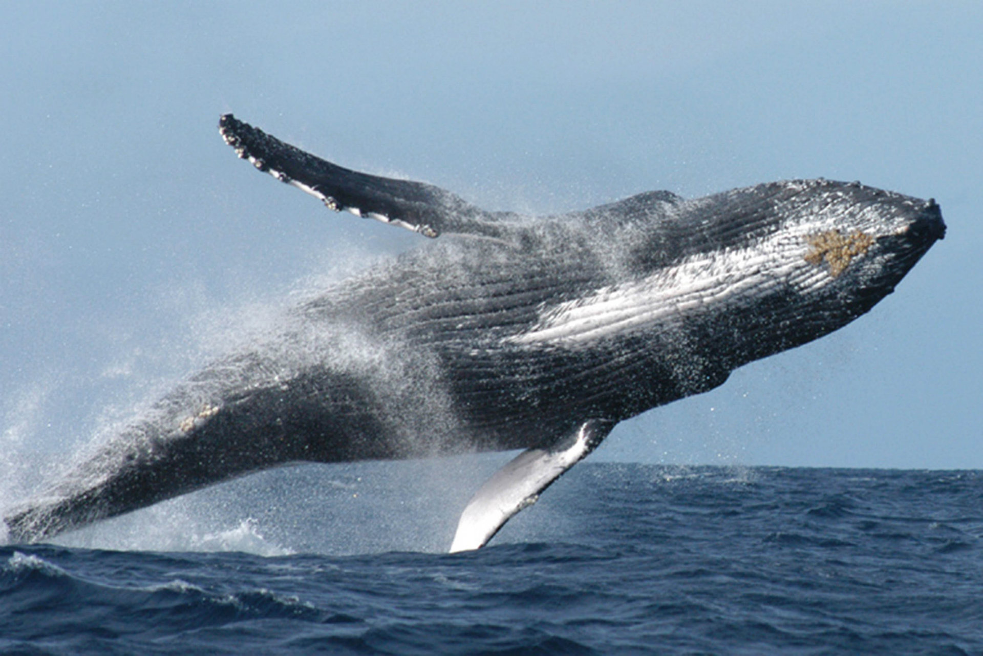 Las ballenas en México peligran