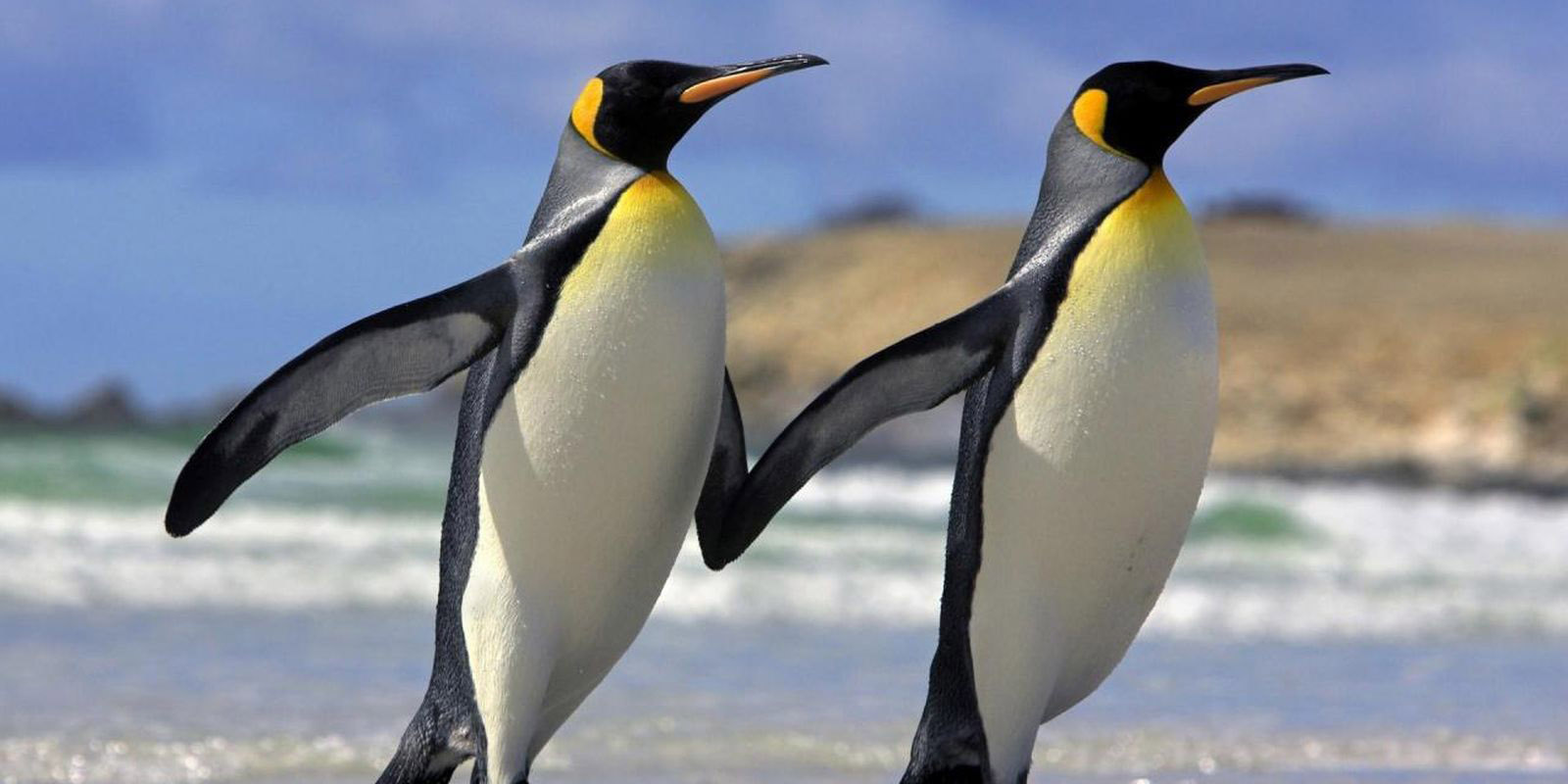 Pingüinos del mismo sexo son padres por primera vez | El Imparcial de Oaxaca