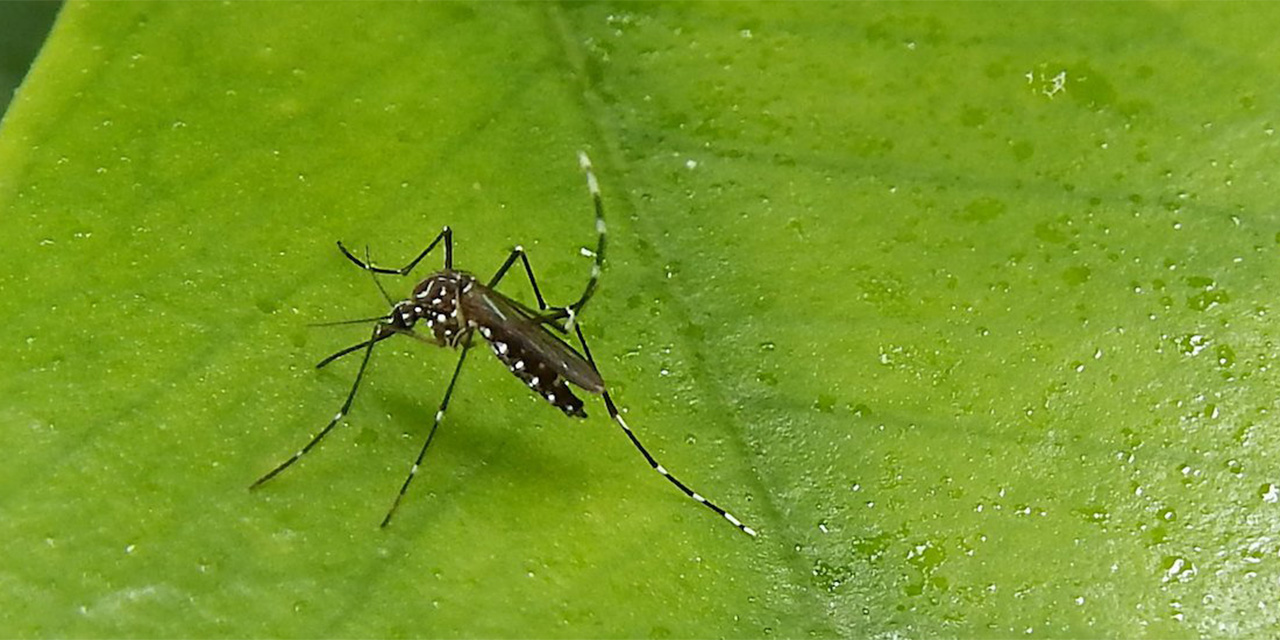 Buscan mantener a raya al dengue con control larvario