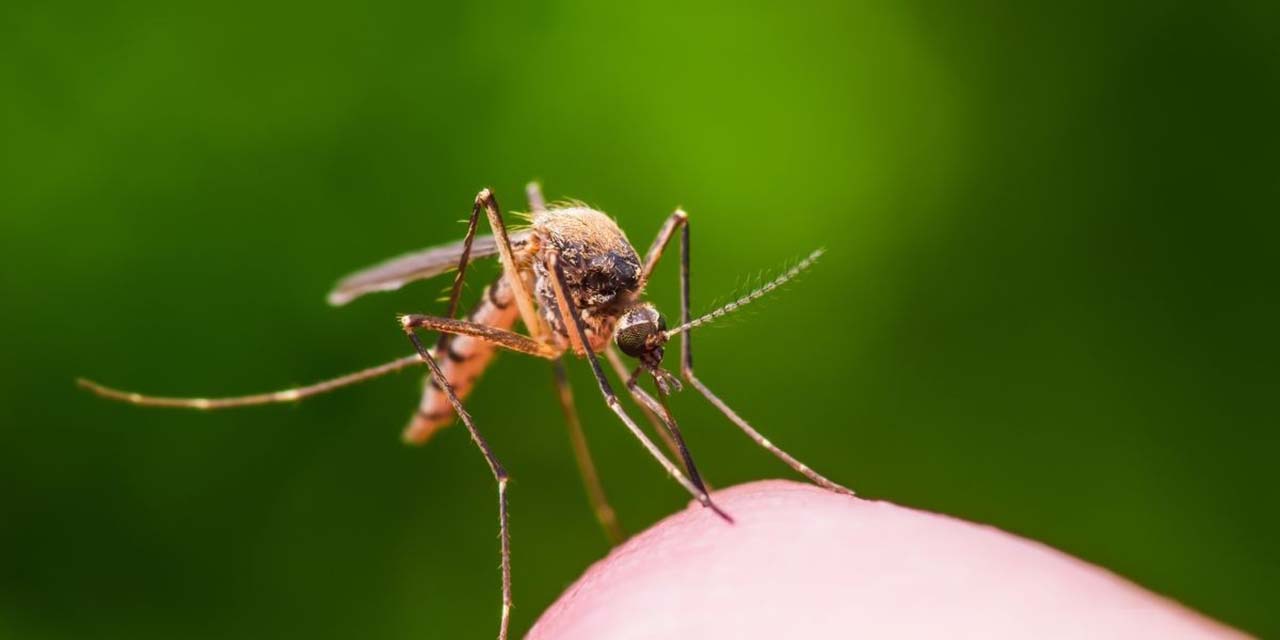 Descienden casos nuevos de dengue en Oaxaca; acumula 15 | El Imparcial de Oaxaca