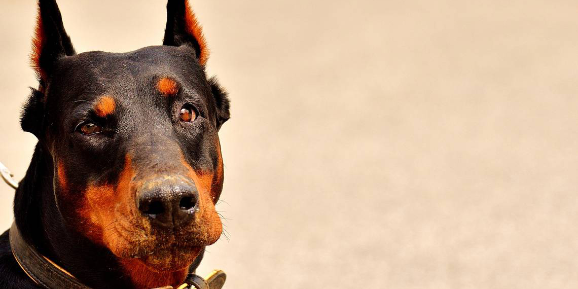 Nuevo reto de TikTok pone en peligro las emociones de los perros