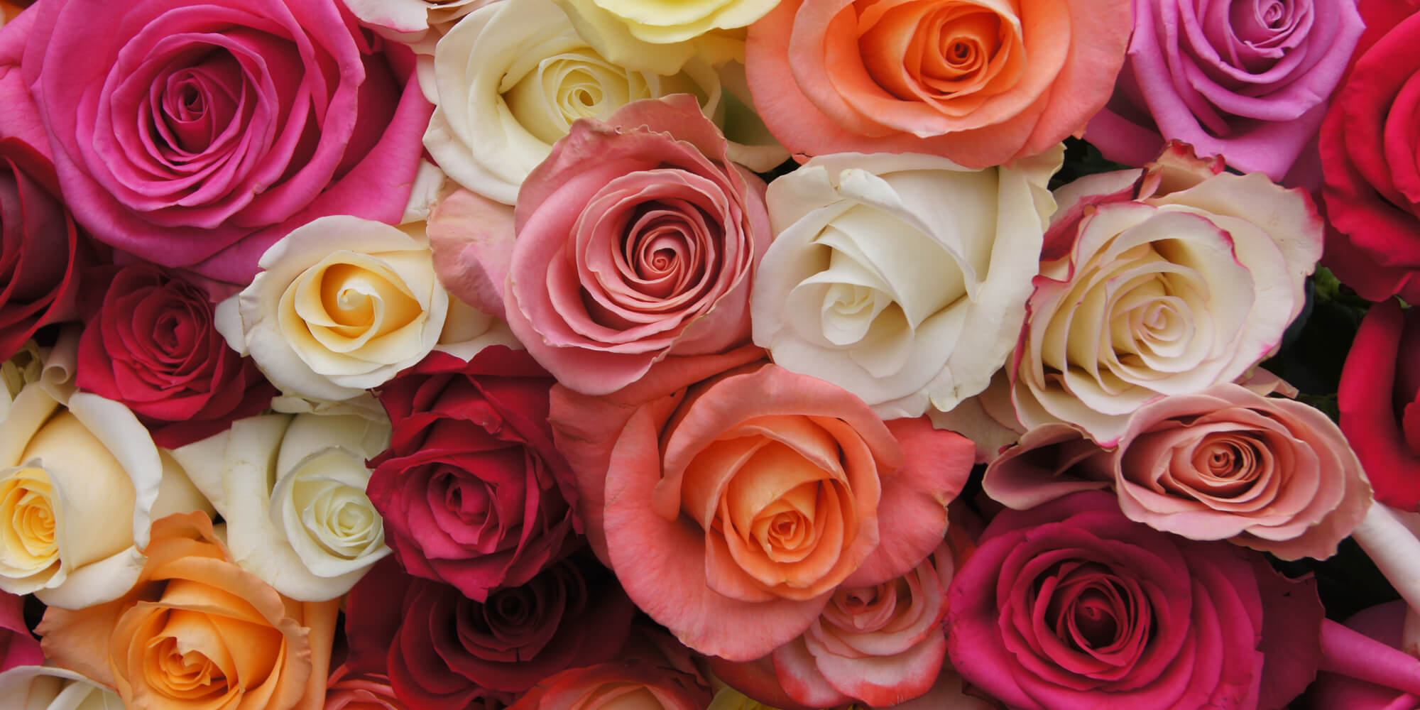 Productores de rosas garantizan abasto de flores para este día del amor | El Imparcial de Oaxaca