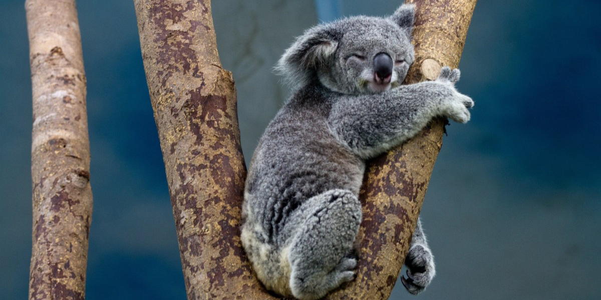 Australia declara a los koalas en peligro de extinción
