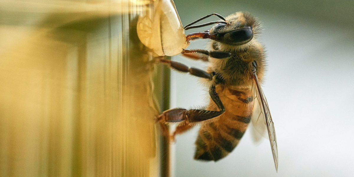 Ecologistas exigen medidas concretas para frenar el declive de los insectos