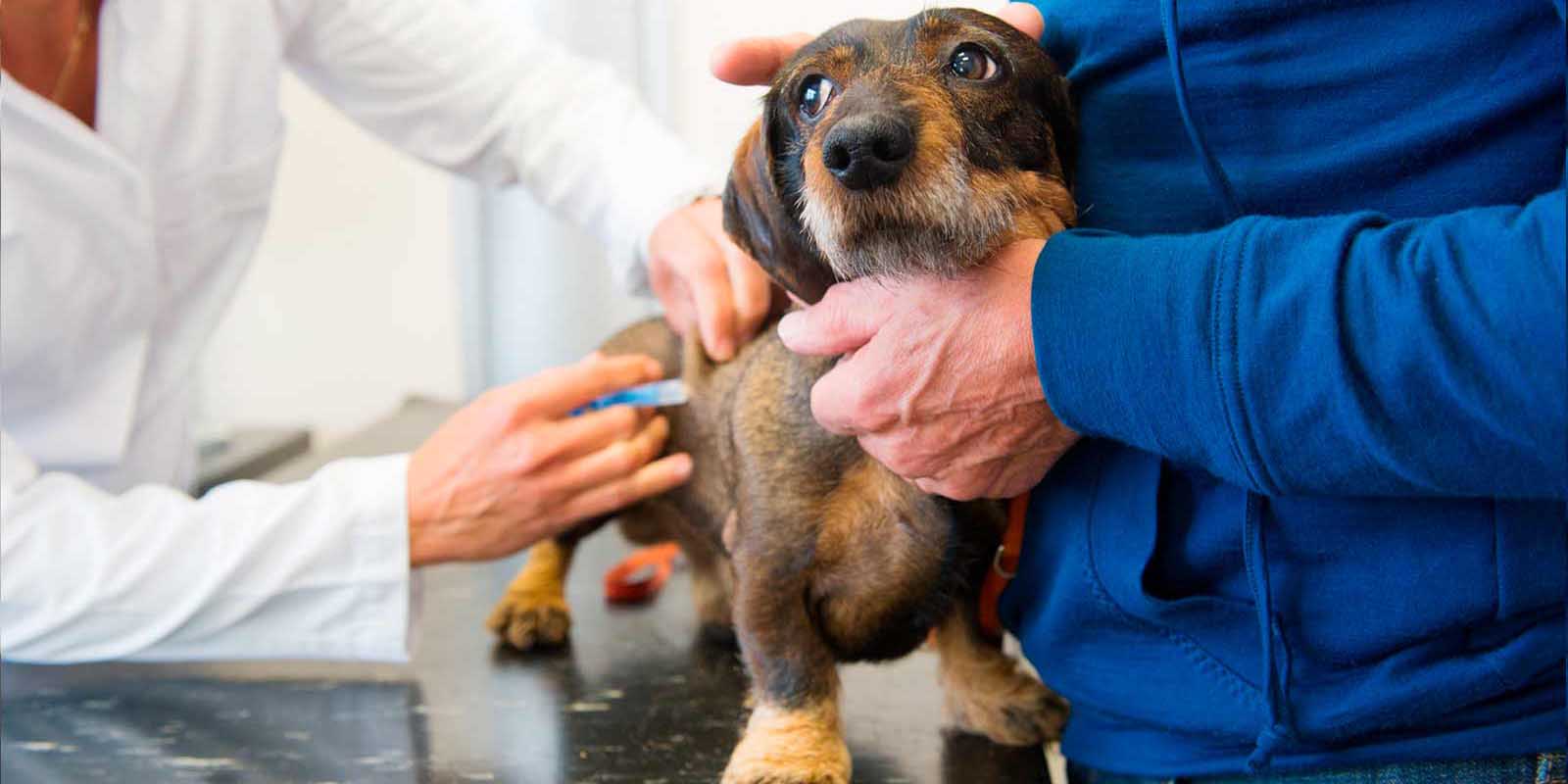 Estas son las razones por las que debes colocarle la vacuna de la rabia a tu perro | El Imparcial de Oaxaca
