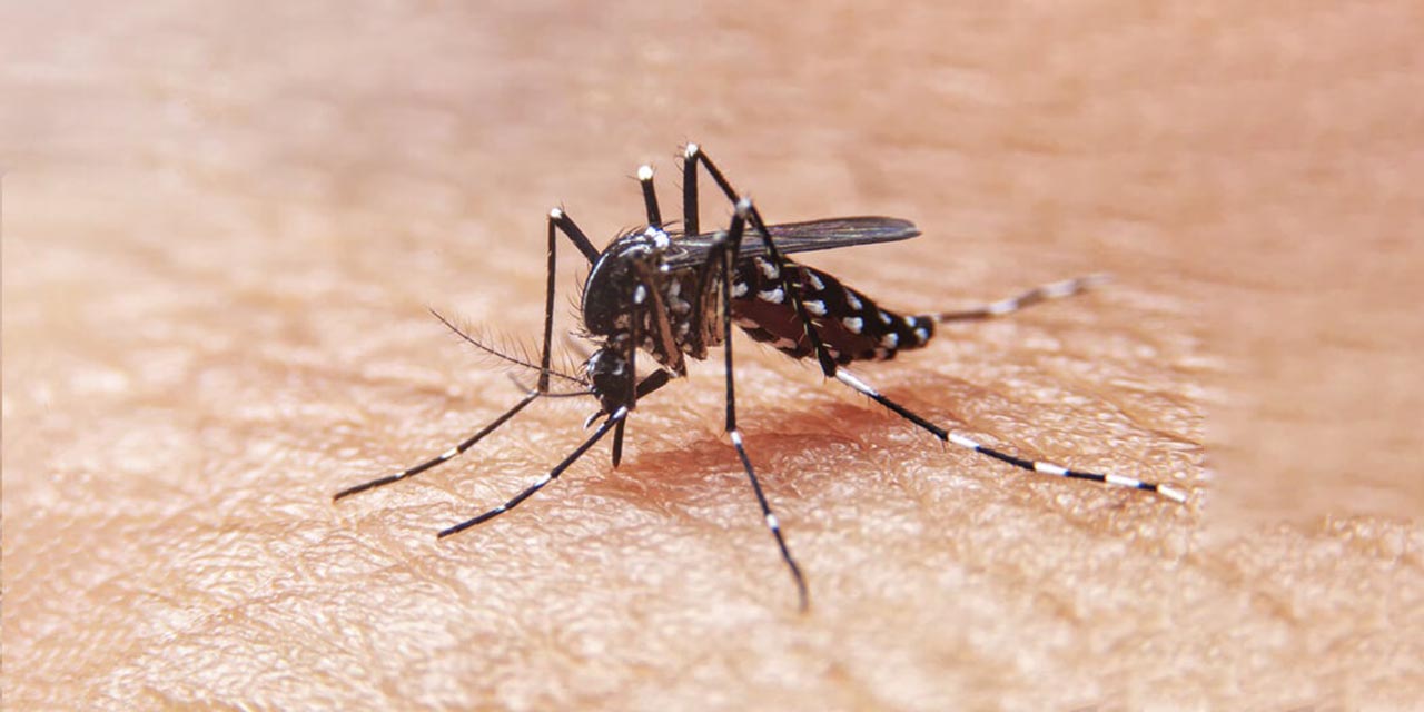 Se disparan casos de dengue | El Imparcial de Oaxaca
