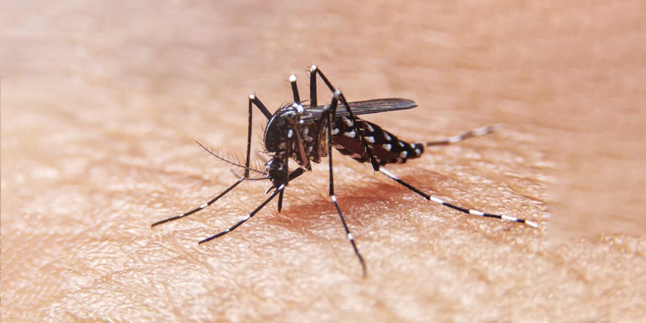 Se disparan casos de dengue
