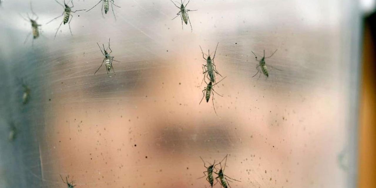 Suma Oaxaca 14 casos de dengue | El Imparcial de Oaxaca