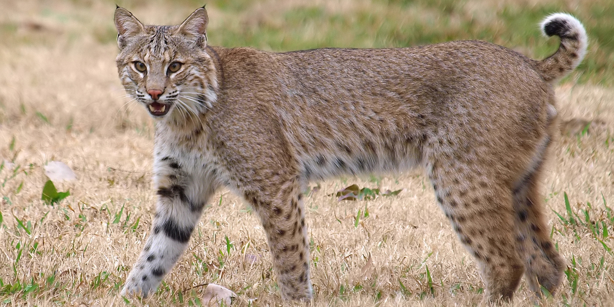 Observan a lince en el Desierto de los Leones
