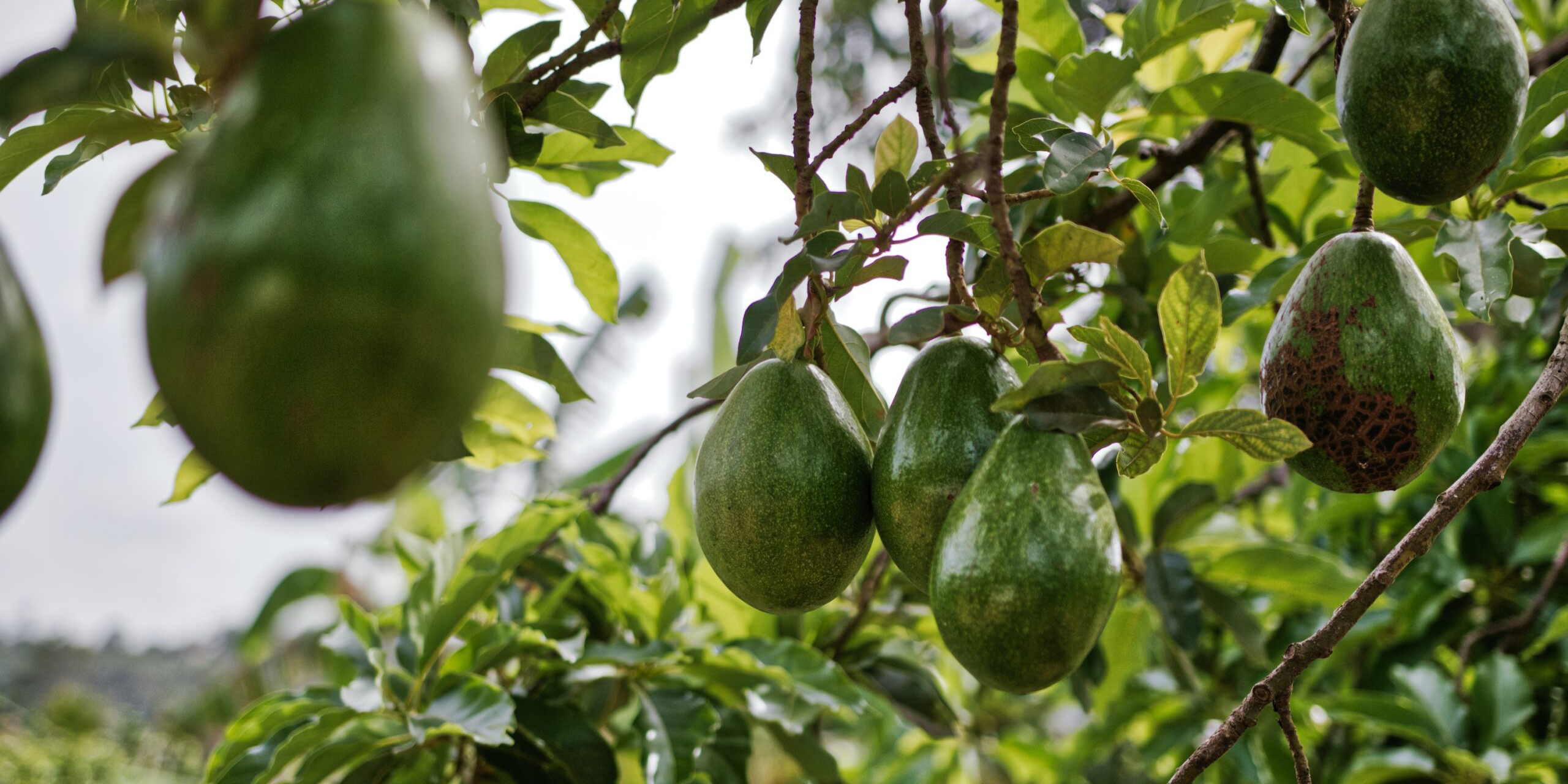 Peligra exportación de más de 2 mil 500 mdd en aguacate