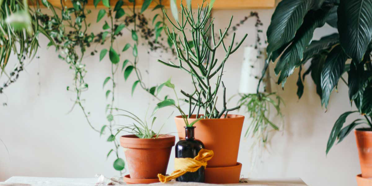 4 plantas mágicas que puedes usar para limpiezas energéticas en casa | El Imparcial de Oaxaca