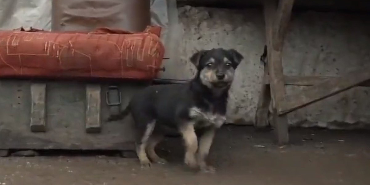 Soldados ucranianos adoptaron a un perrito que se estaba congelando