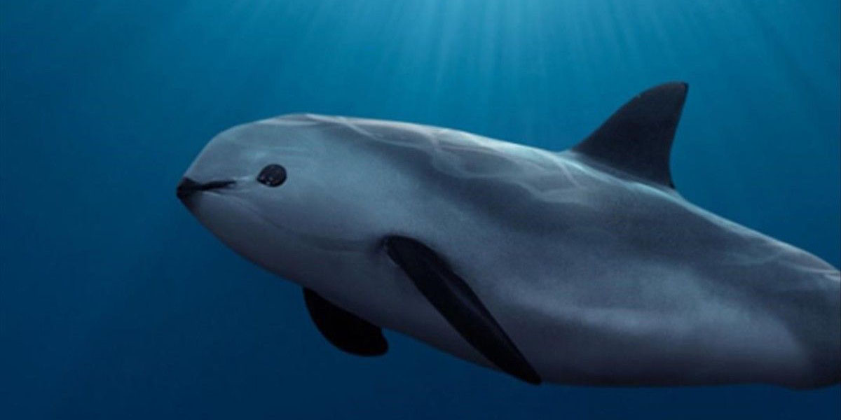 EU solicita consulta ambiental a México para garantizar protección de la vaquita marina