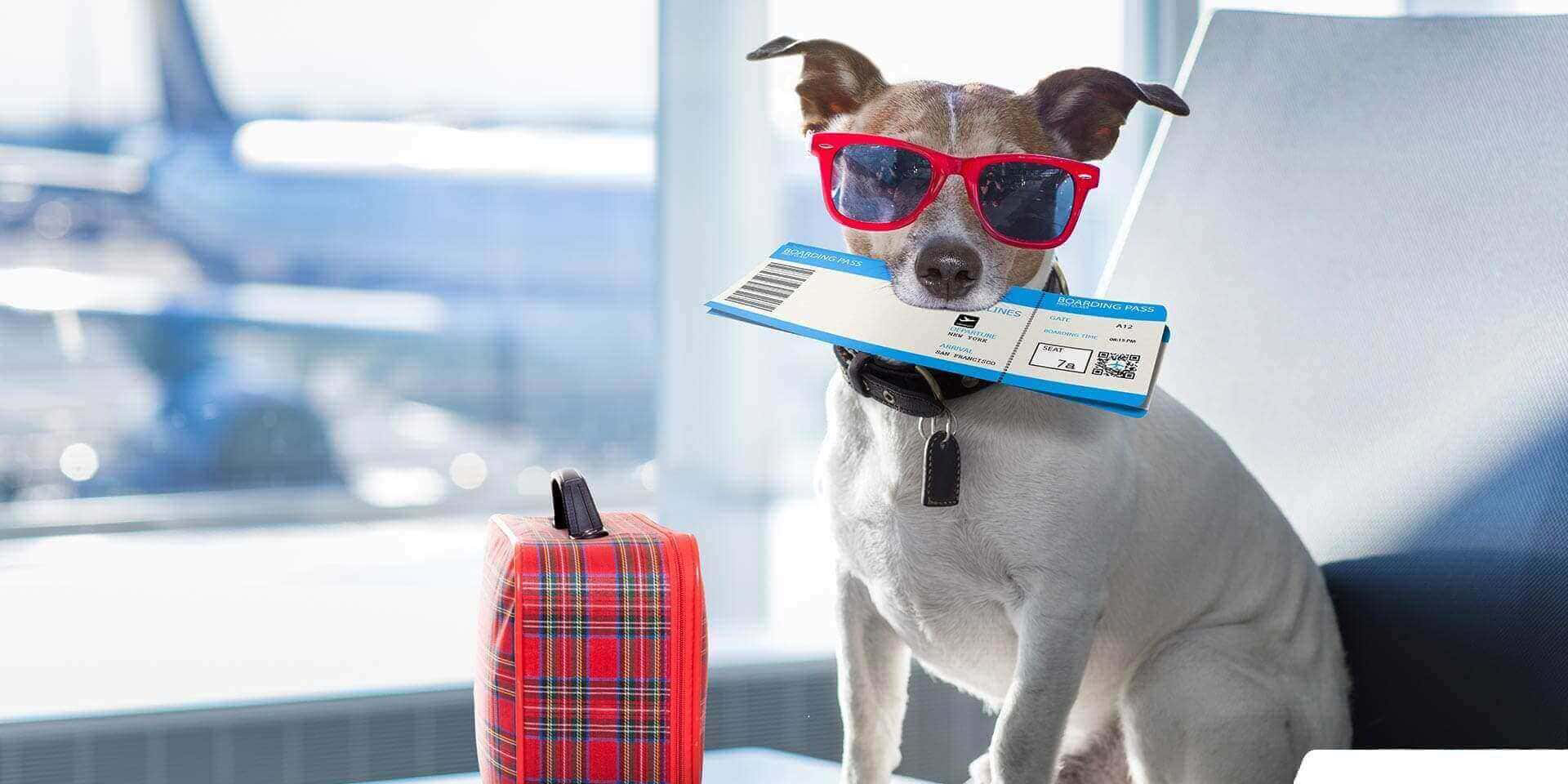 ¿Cuáles son los requisitos para viajar con tu mascota en avión?