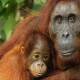 Orangutanes adaptan su voz al igual que los humanos, puede significar el origen del lenguaje