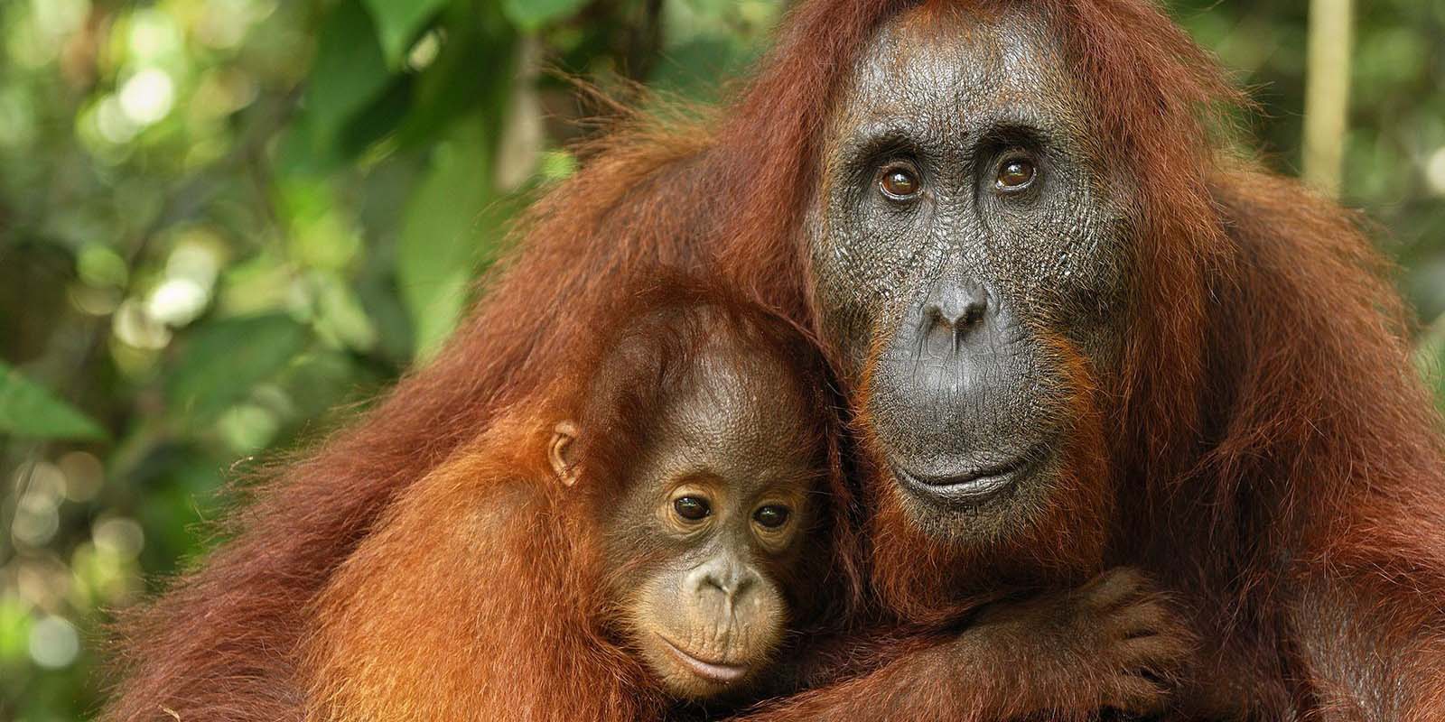 Orangutanes adaptan su voz al igual que los humanos, puede significar el origen del lenguaje | El Imparcial de Oaxaca