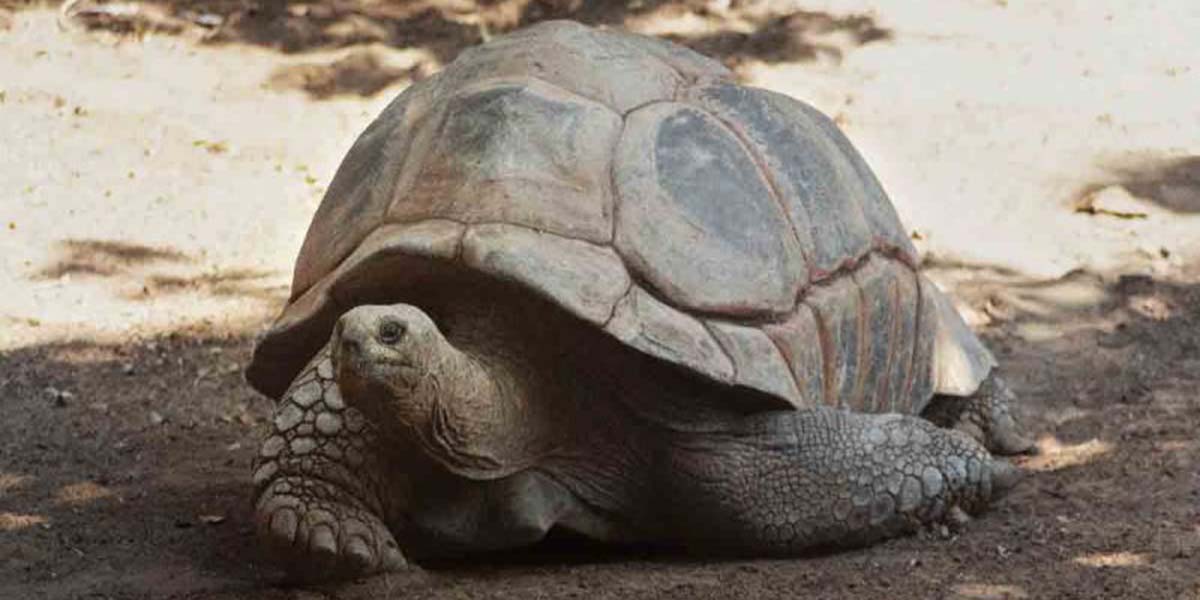 Descubren nueva especie de tortuga gigante en Islas Galapagos | El Imparcial de Oaxaca