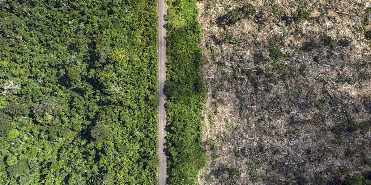 Amazonía a punto de convertirse en una sabana, revela estudio