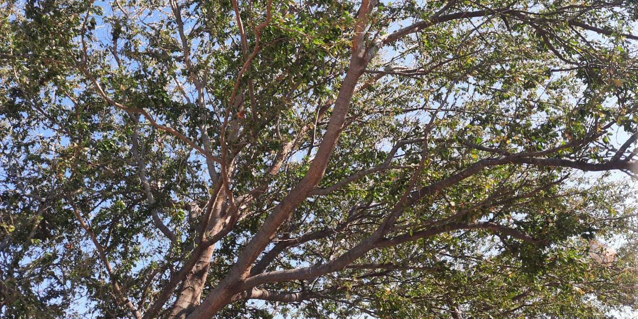 Talan con “Sembrando Vida” sembradíos de mezquite istmeño | El Imparcial de Oaxaca