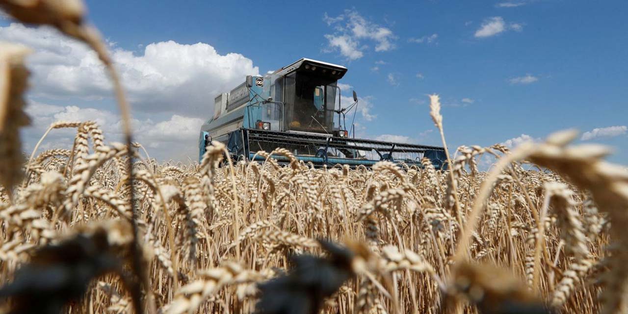 Trigo, cebada, maíz y girasol, al alza por guerra en Ucrania | El Imparcial de Oaxaca