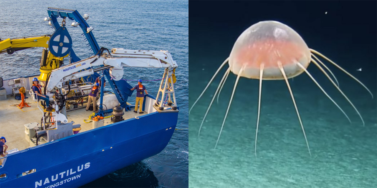 Expedición Nautilus, el barco que revela los secretos de las profundidades del mar | El Imparcial de Oaxaca