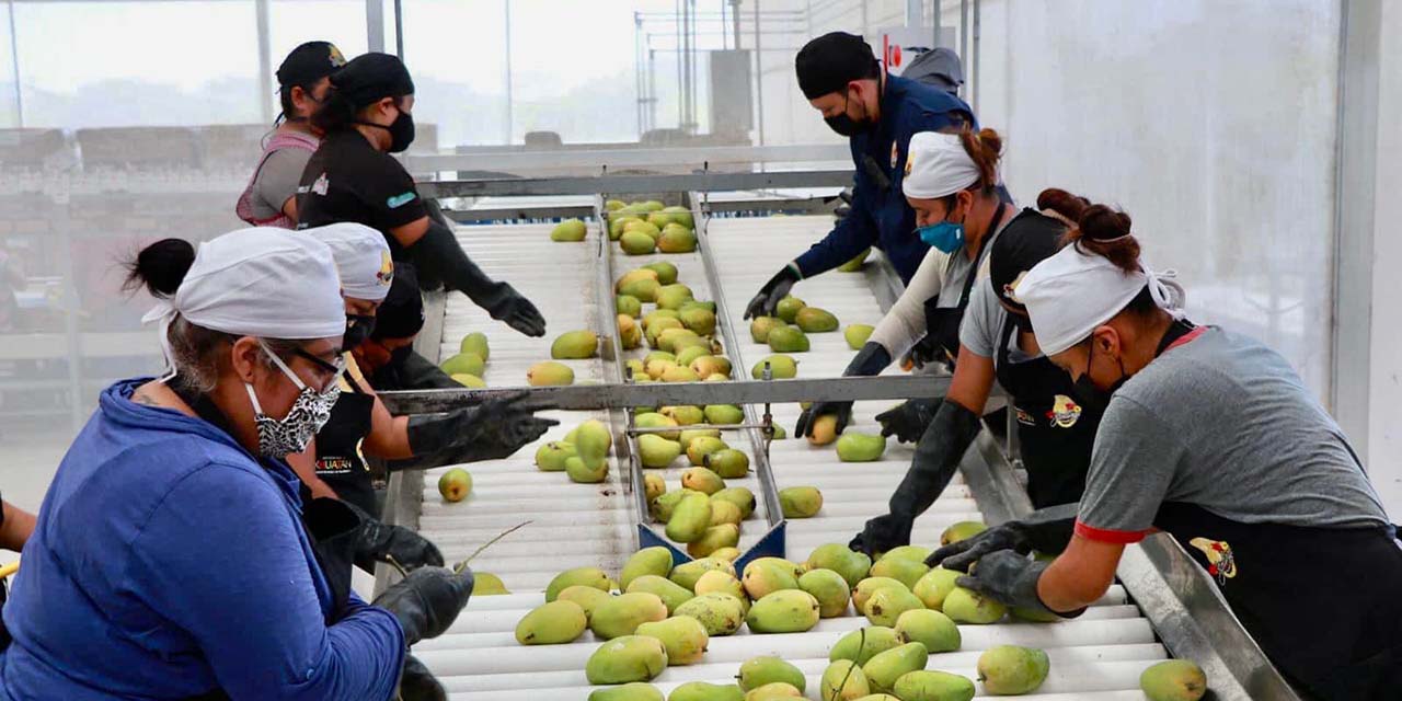 Inauguran empacadora de mango en Ixhuatán | El Imparcial de Oaxaca