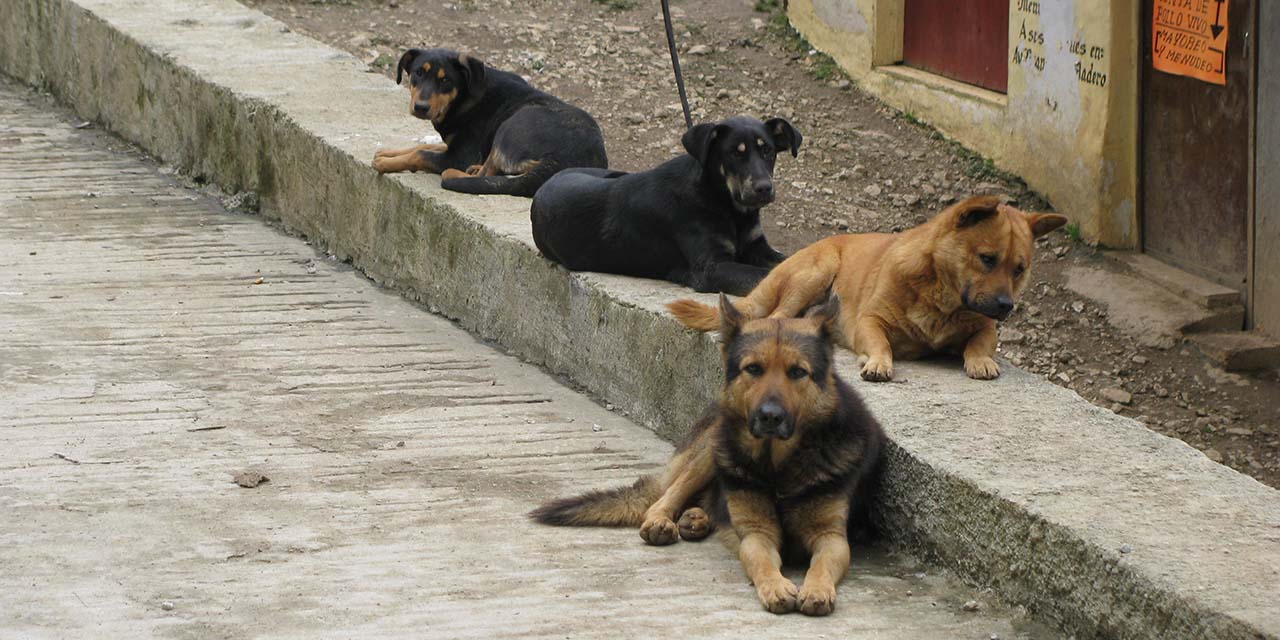 Sin atender el asunto de los perros callejeros en Huautla | El Imparcial de Oaxaca