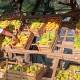 Optimismo entre productores de mango; inicia cosecha en la Cañada