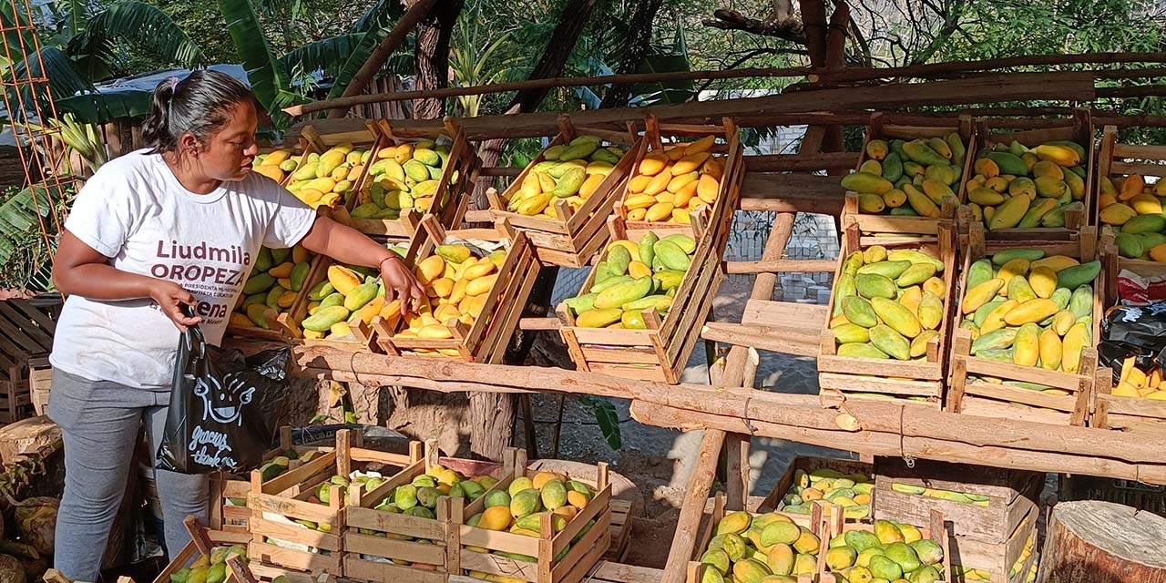 Optimismo entre productores de mango; inicia cosecha en la Cañada | El Imparcial de Oaxaca