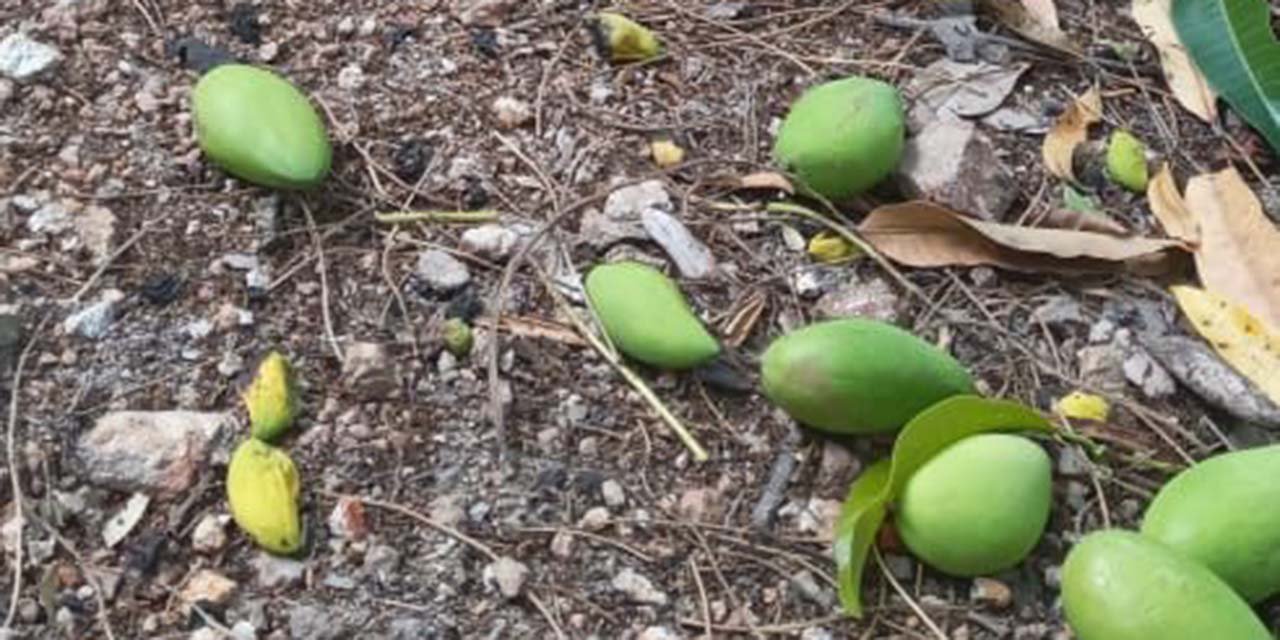 El evento de norte afecta producción de mango en el Istmo | El Imparcial de Oaxaca