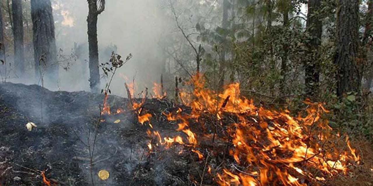 Van 13 incendios y 911 hectáreas siniestradas en Oaxaca | El Imparcial de Oaxaca