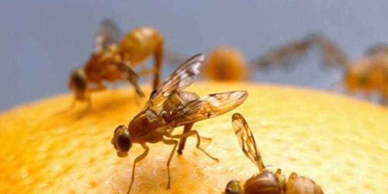 Aplican medidas de control contra la mosca de la fruta | El Imparcial de Oaxaca