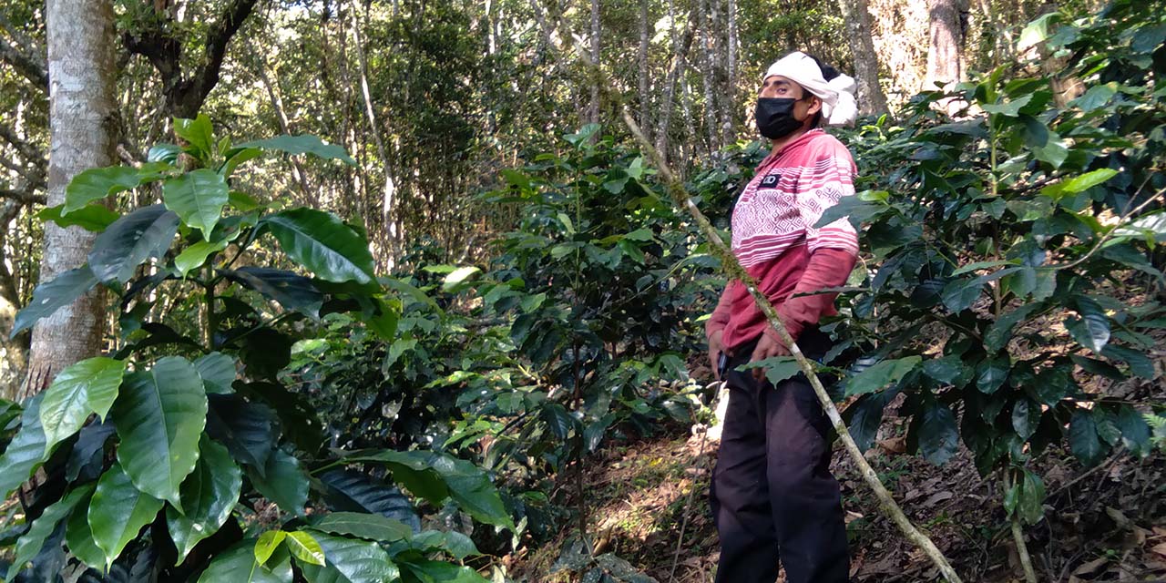 Proponen en Huautla de Jiménez creación de una Policía Forestal | El Imparcial de Oaxaca