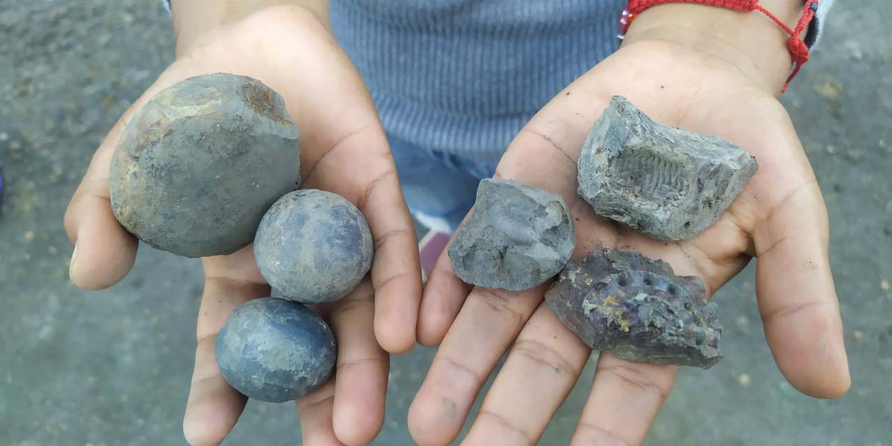 Exhiben fósiles hallados en La Nopalera, Tlaxiaco