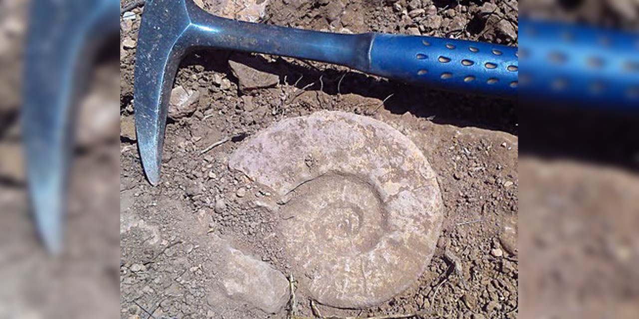 Exhiben fósiles hallados en La Nopalera, Tlaxiaco