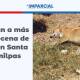 Envenenan a más de una decena de perritos en Santa Cruz Amilpas