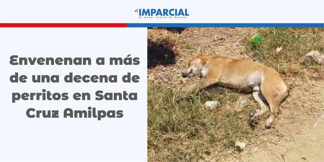 Envenenan a más de una decena de perritos en Santa Cruz Amilpas | El Imparcial de Oaxaca