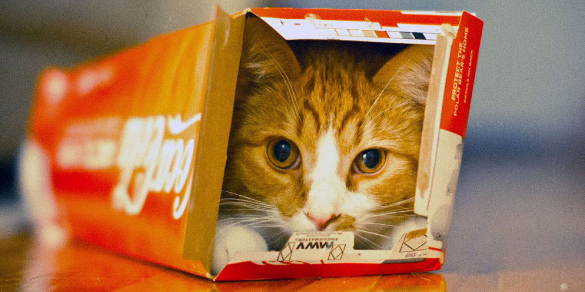 ¿Por qué los gatos aman las cajas? | El Imparcial de Oaxaca