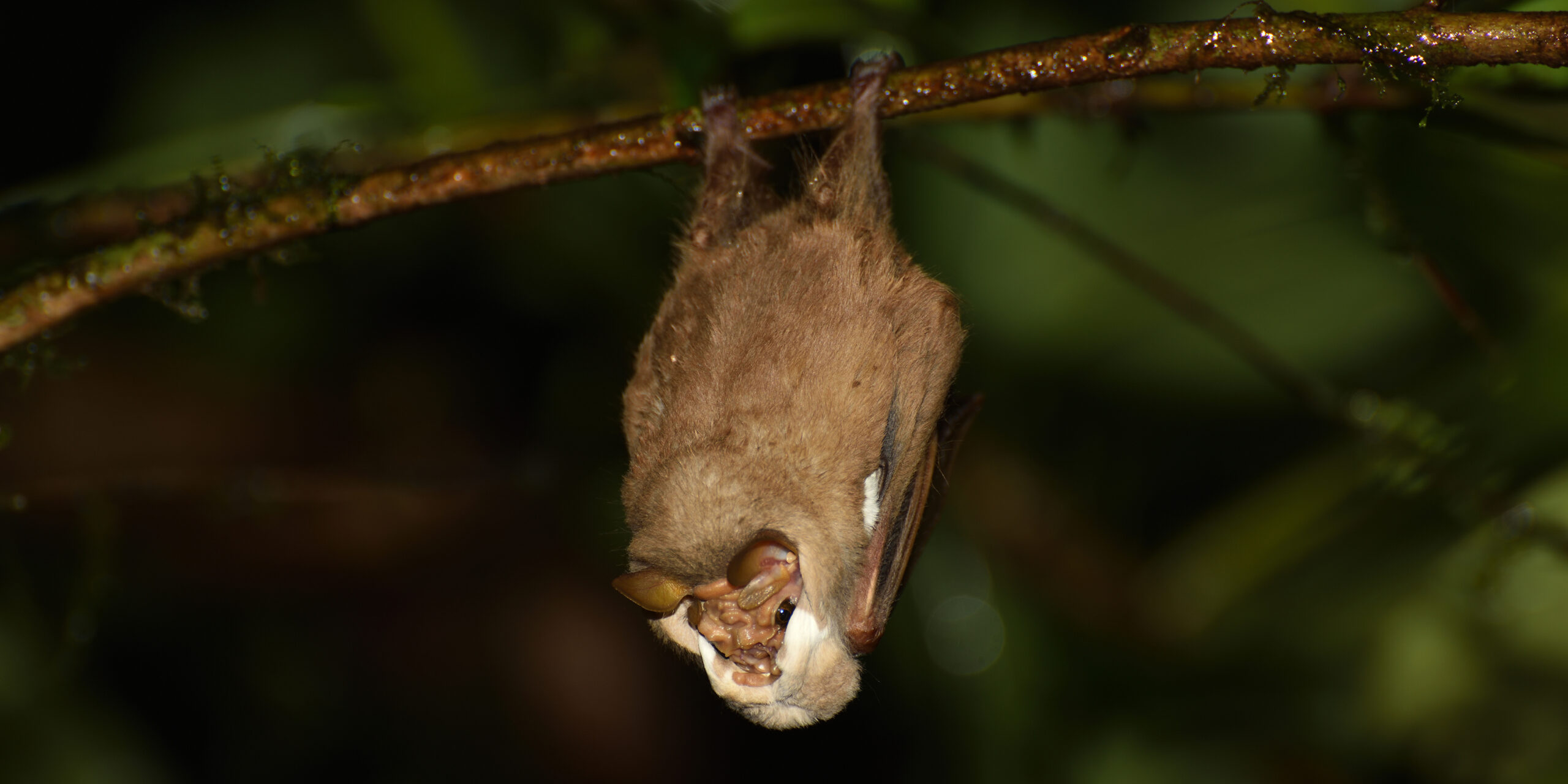 Tips para espantar los murciélagos de tu casa | El Imparcial de Oaxaca