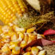 Producción de maíz va a caer 20% por falta de fertilizantes, asegura Anpec